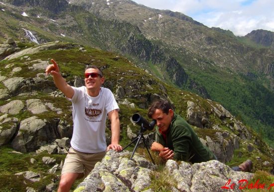 Observation des bouquetins