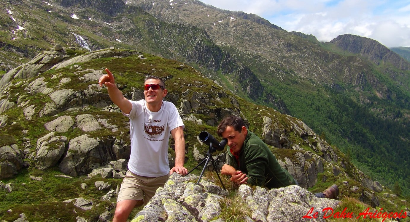 Observation des bouquetins