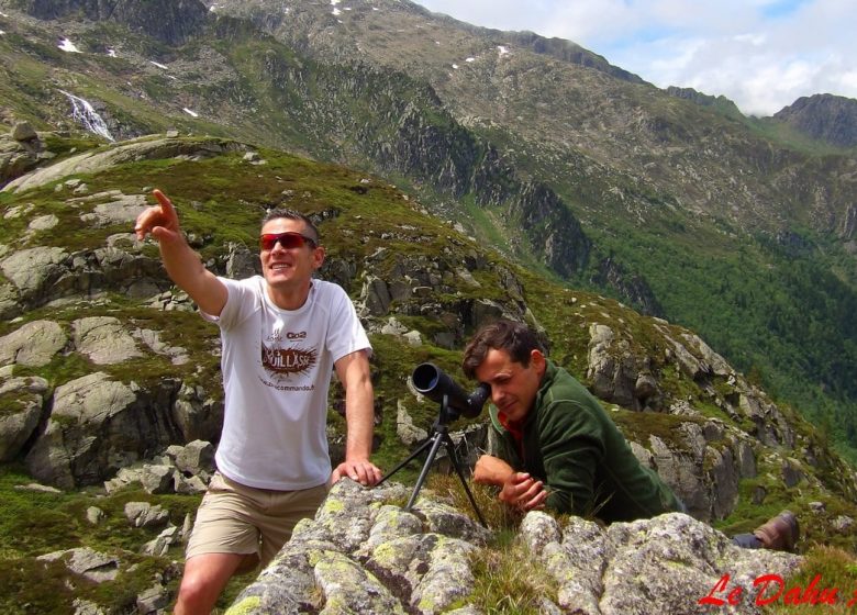 observation des bouquetins