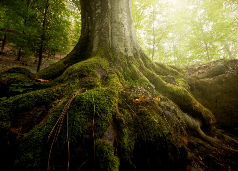 racines-arbre-foret_49471155.jpeg
