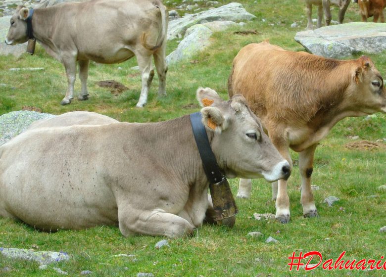 Vache Transhumance.JPG