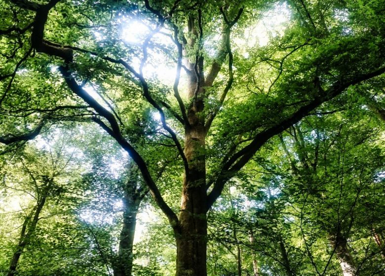 Sylvotherapie Ariège – Sagesse du Hêtre