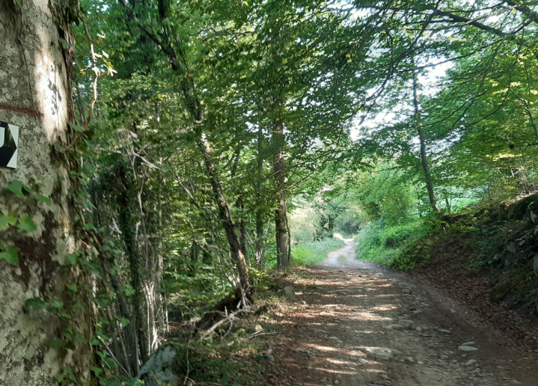En forêt Petit Tour du Garbet_Aulus-les-Bains