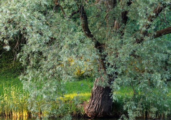 La Sagesse du Saule – Journée de sylvothérapie