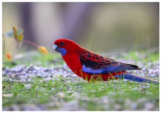 Bourse aux Oiseaux Exotiques