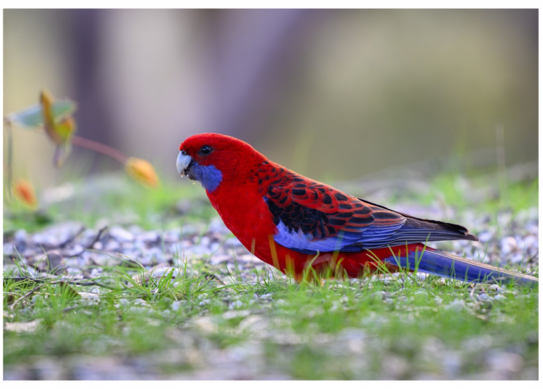 Bourse aux Oiseaux Exotiques_Caumont