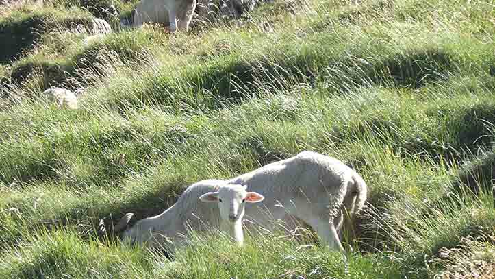 Rencontre avec Abdesselam, éleveur dans la vallée « bio » d’Esbintz. 